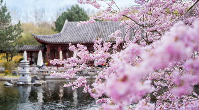Rosa Kirschblüten am See im Chinesischen Garten