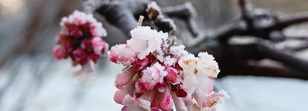 Ein rosa Winterschneeball mit Eiskristallen