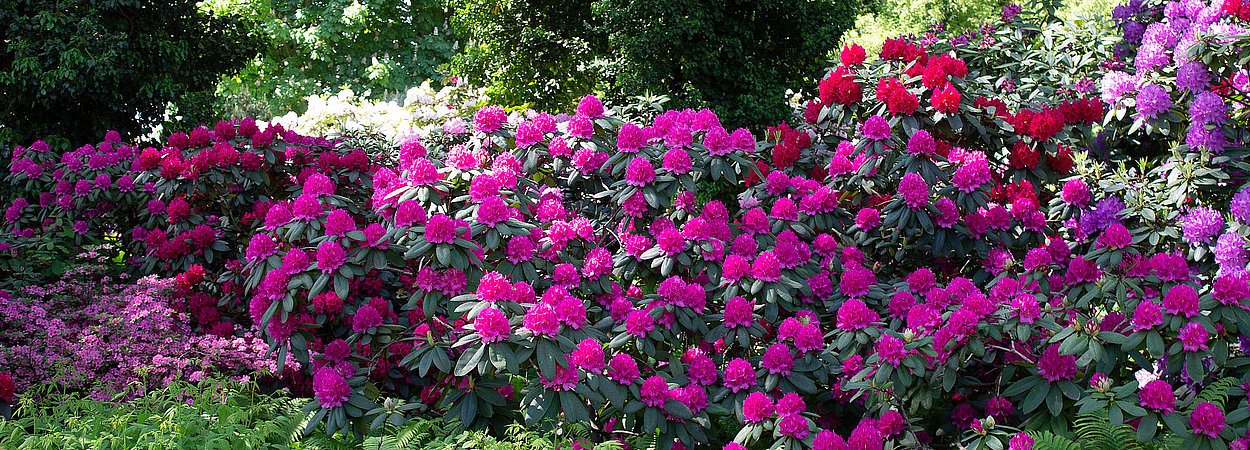 Rosa- und lilafarbene Rhododendren in den Gärten der Welt