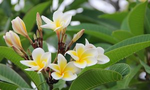 Gelg-weißliche Frangipani-Blüten vor dunkelgrünen Blättern