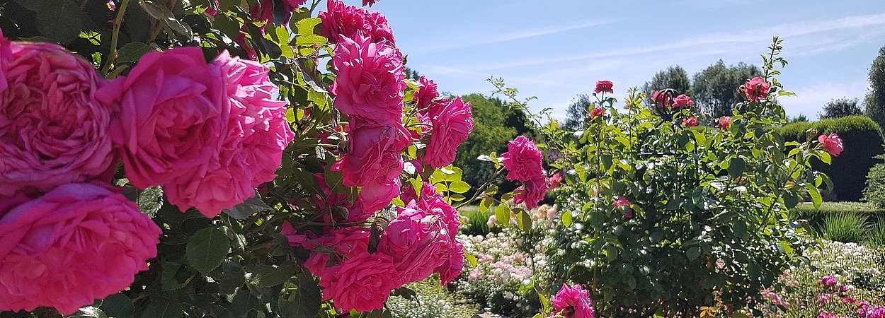 Lila Rosenstöcke in den Gärten der Welt